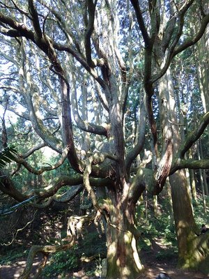 殿の杉.jpg