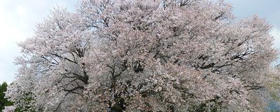 一心行の桜.jpg